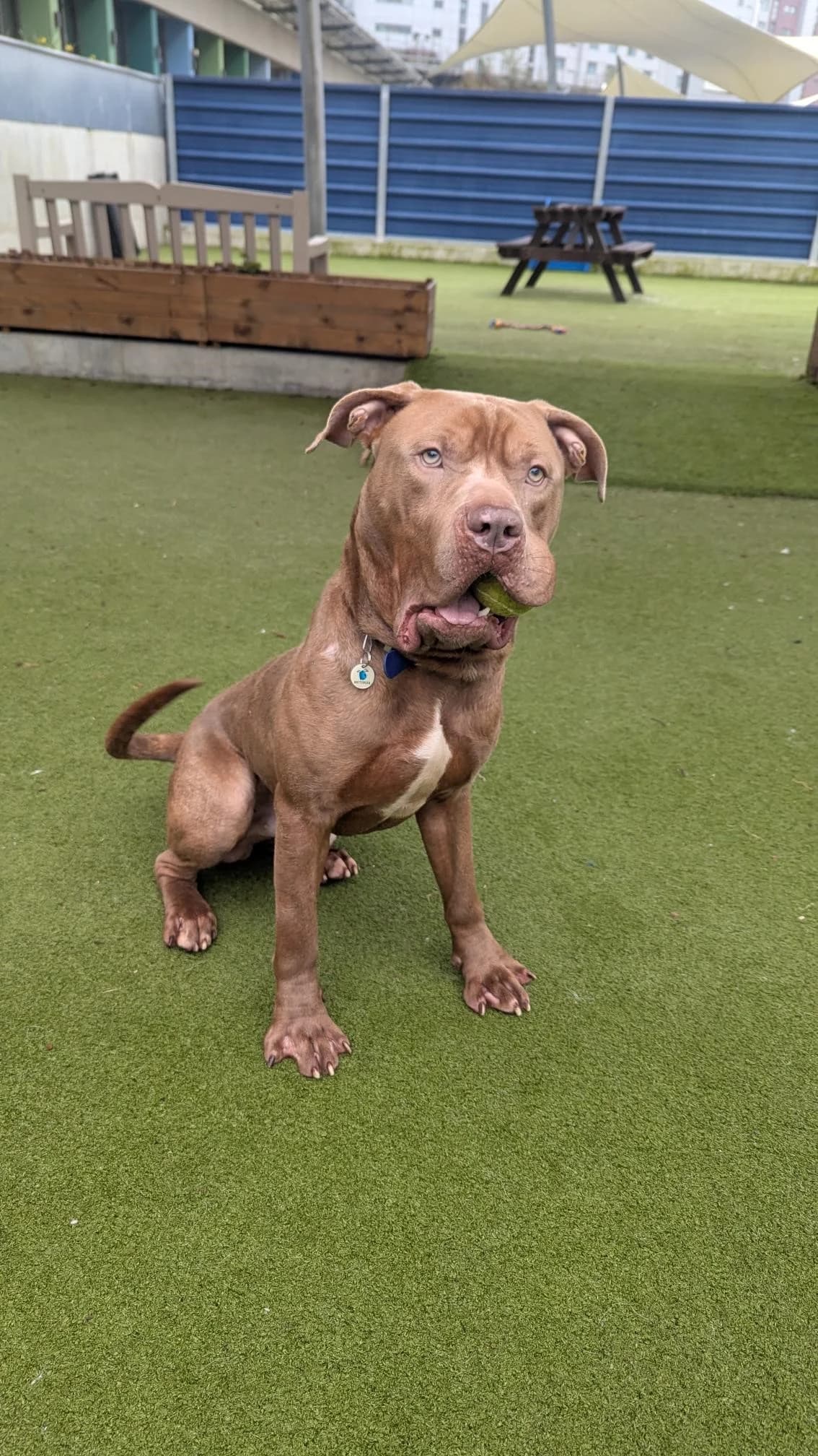 Star, male English Bulldog for adoption at Battersea Dogs & Cats Home, London photo 8