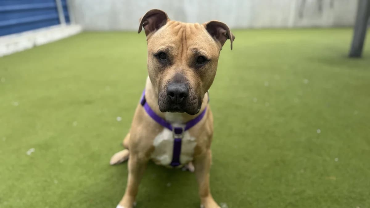 Starski, female 3yo Boerboel for adoption at Battersea Dogs & Cats Home, London