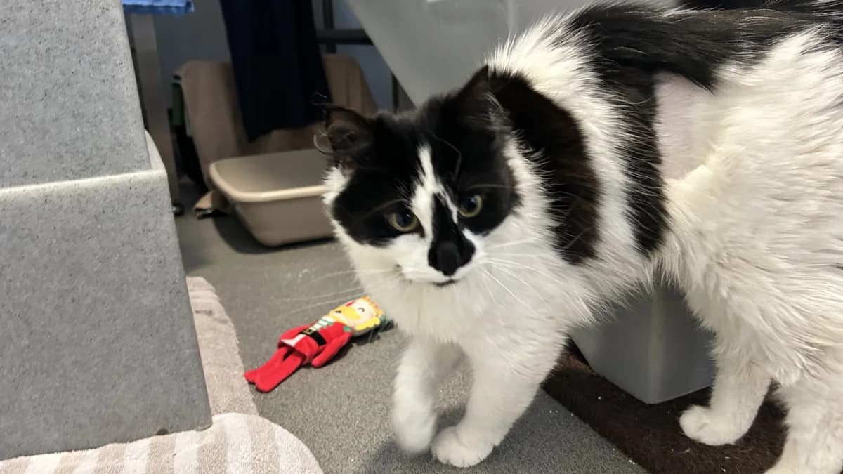 Stormie, female puppy mixed breed for adoption at Battersea Dogs & Cats Home, London