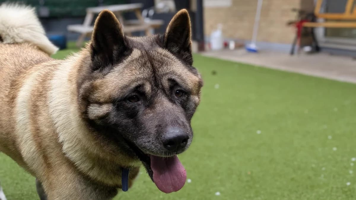 Suki, female 4yo Akita for adoption at Battersea Dogs & Cats Home, London