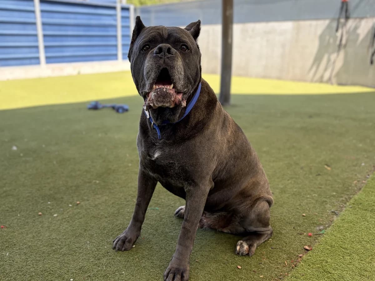 Sully, Cane Corso (Battersea Dogs & Cats Home)