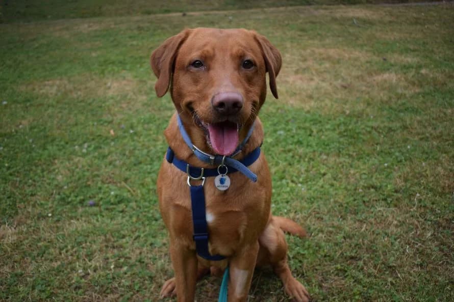 Sunny, male mixed breed for adoption at Battersea Dogs & Cats Home, London