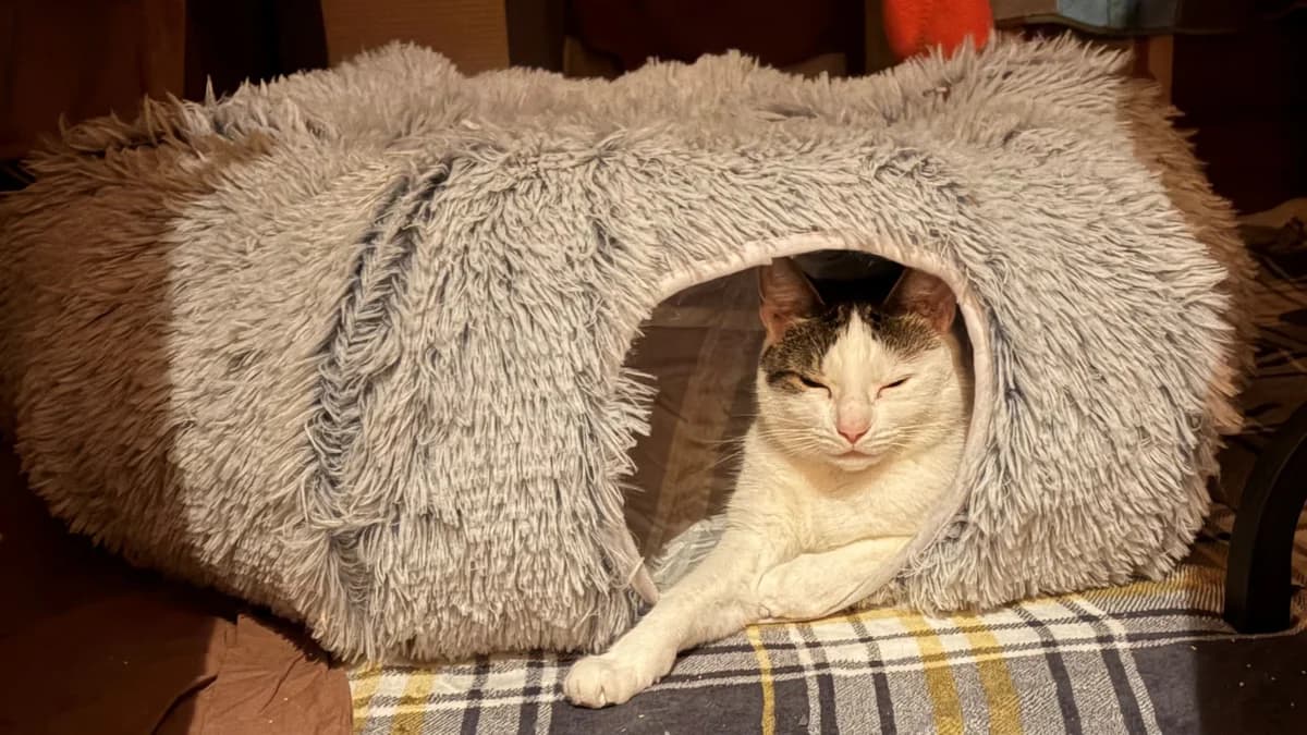 Sweet Pea, female 5yo mixed breed for adoption at Battersea Dogs & Cats Home, London