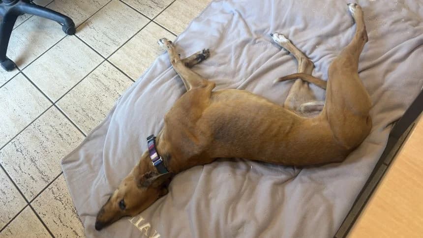 Taco, male young Lurcher for adoption at Battersea Dogs & Cats Home, London