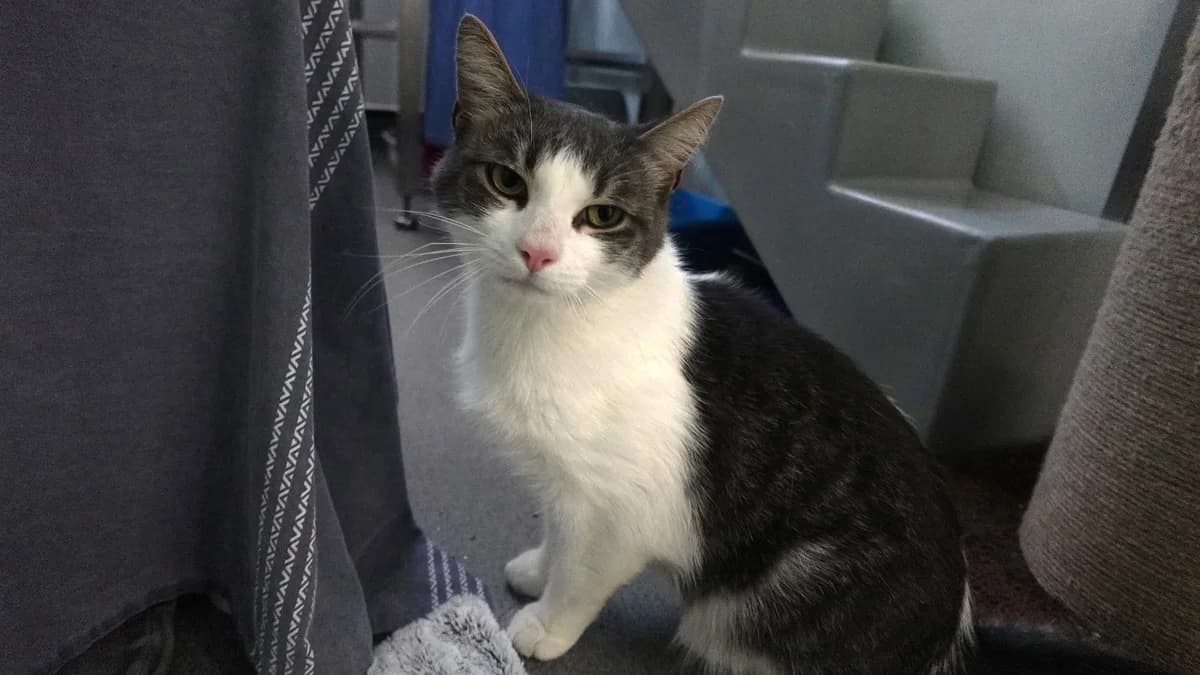 Tai Lung, male 3yo mixed breed for adoption at Battersea Dogs & Cats Home, London