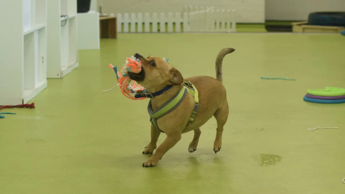 Tails,  (Battersea Dogs & Cats Home)