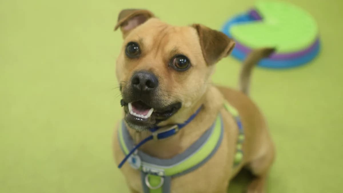 Tails, male 3yo mixed breed for adoption at Battersea Dogs & Cats Home, London