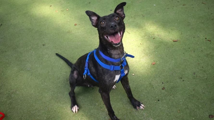 Tali, female 3yo Lurcher for adoption at Battersea Dogs & Cats Home, London