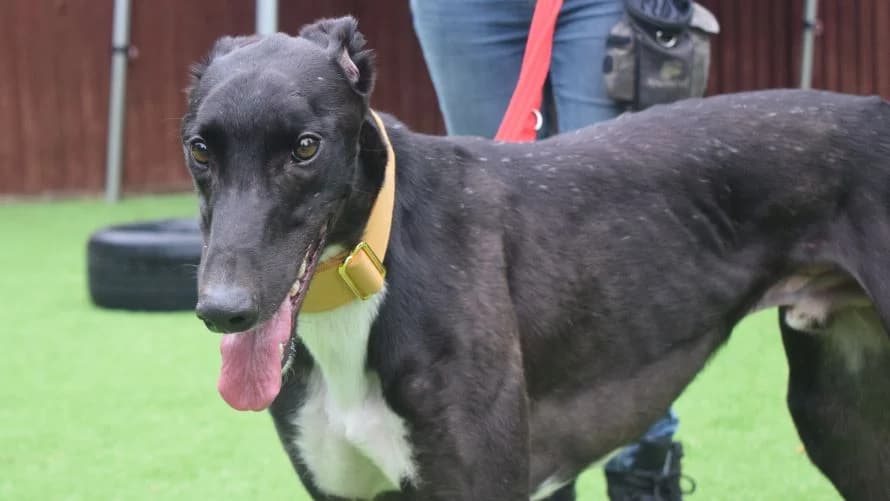 Teddy, male Greyhound for adoption at Battersea Dogs & Cats Home, London