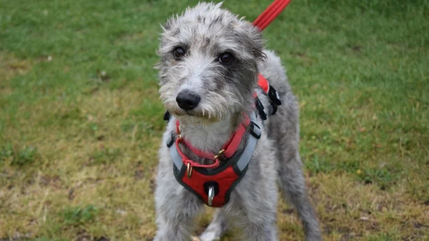Tennessee, male young Lurcher for adoption at Battersea Dogs & Cats Home, London