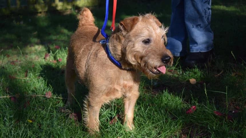 Tina, female senior mixed breed for adoption at Battersea Dogs & Cats Home, London