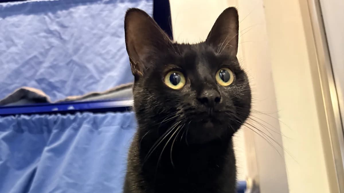 Tinkerbell, female young mixed breed for adoption at Battersea Dogs & Cats Home, London
