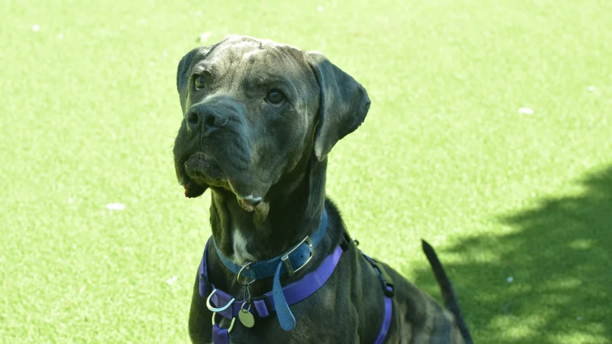 Tiny, male young Cane Corso for adoption at Battersea Dogs & Cats Home, London