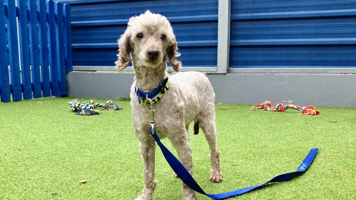 Toby, male 7yo Poodle for adoption at Battersea Dogs & Cats Home, London