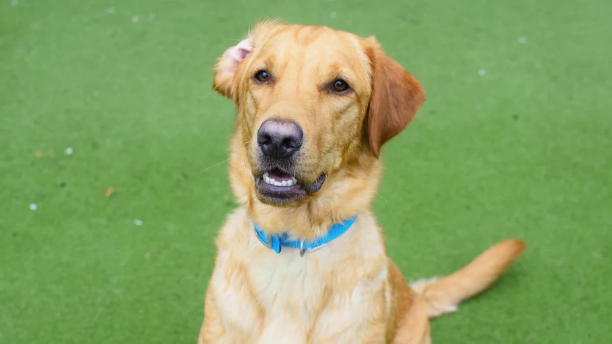 Toffee, Labrador Retriever (Battersea Dogs & Cats Home)