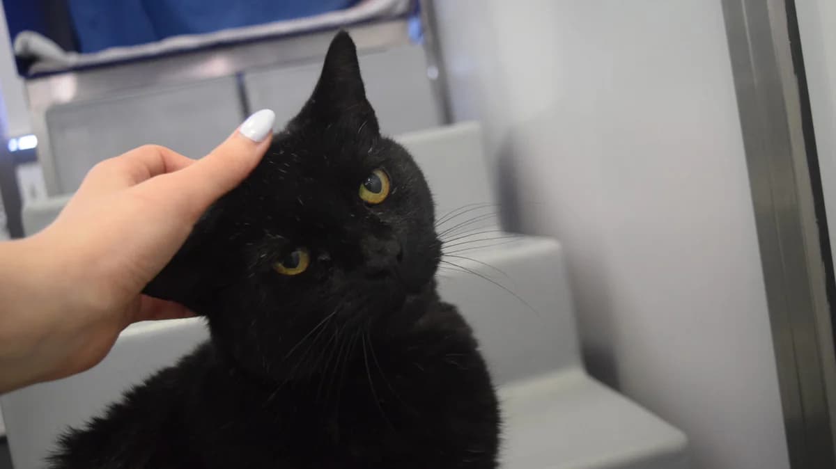 Tom Tom, male senior mixed breed for adoption at Battersea Dogs & Cats Home, London