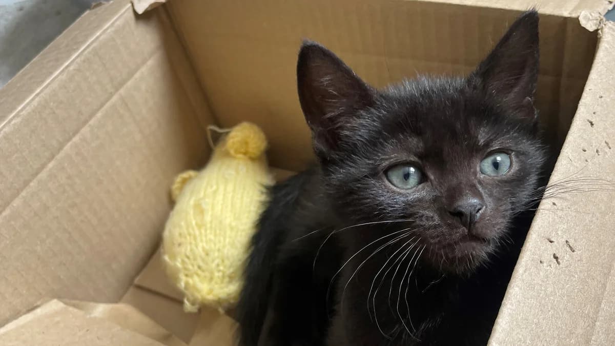 Topaz, male puppy mixed breed for adoption at Battersea Dogs & Cats Home, London