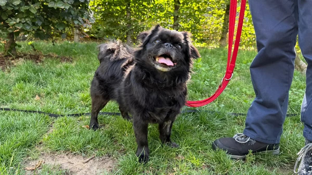 Toto, male 4yo mixed breed for adoption at Battersea Dogs & Cats Home, London