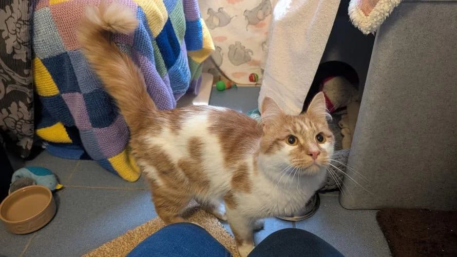 Toulouse, male mixed breed for adoption at Battersea Dogs & Cats Home, London