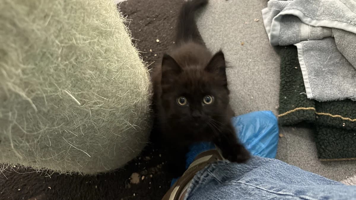 Triton, male mixed breed for adoption at Battersea Dogs & Cats Home, London
