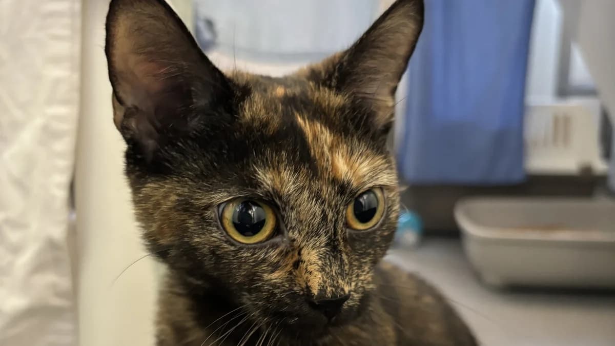 Tula, female puppy mixed breed for adoption at Battersea Dogs & Cats Home, London