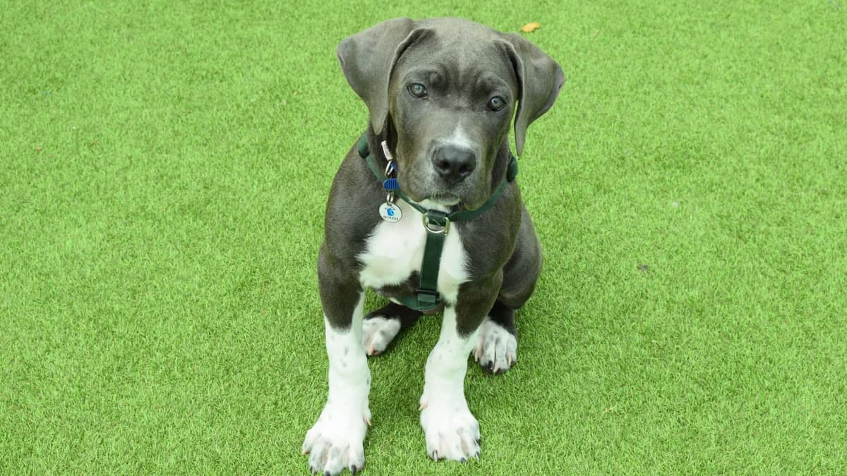 Turtle, female Cane Corso for adoption at Battersea Dogs & Cats Home, London