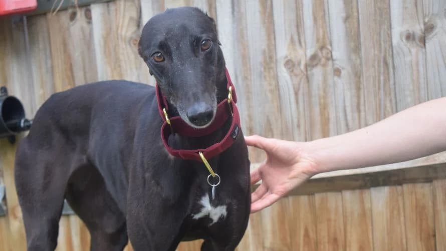 Twink, female 4yo Greyhound for adoption at Battersea Dogs & Cats Home, London