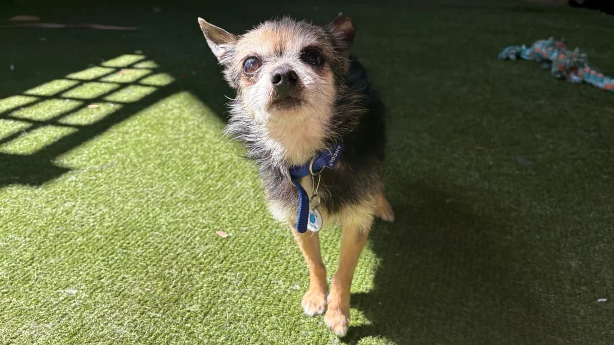 Uno, male senior Chihuahua for adoption at Battersea Dogs & Cats Home, London