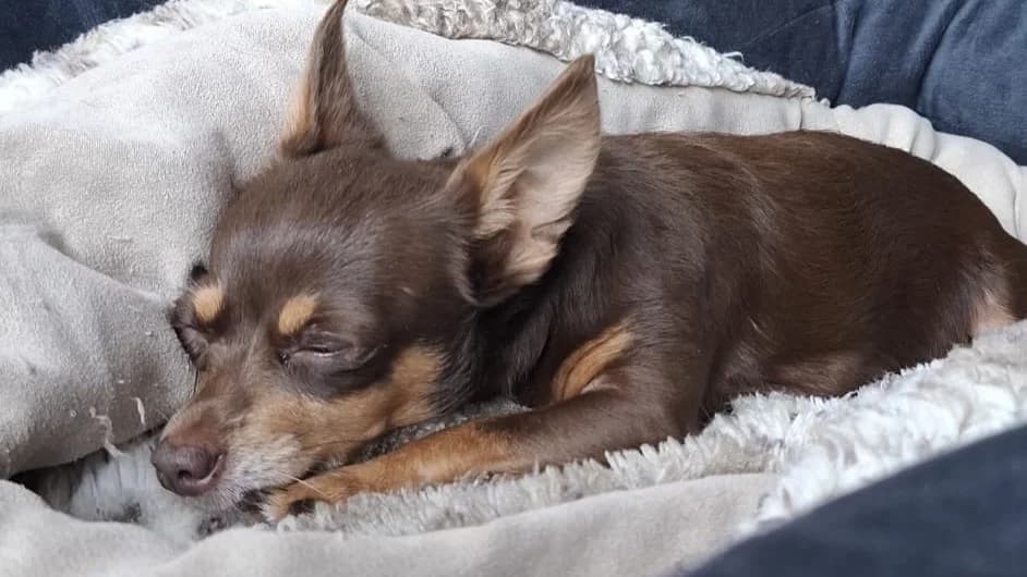 Victoria, female 5yo Chihuahua for adoption at Battersea Dogs & Cats Home, London