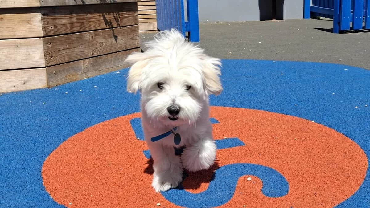 Vinnie, male 5yo Maltese for adoption at Battersea Dogs & Cats Home, London