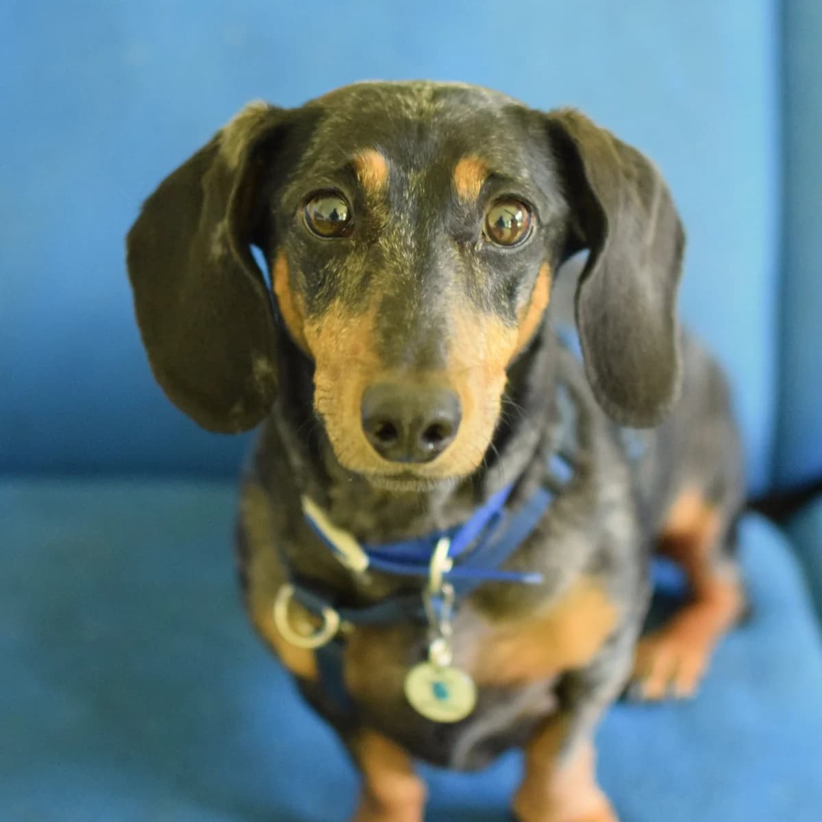Violet, female senior Dachshund for adoption at Battersea Dogs & Cats Home, London