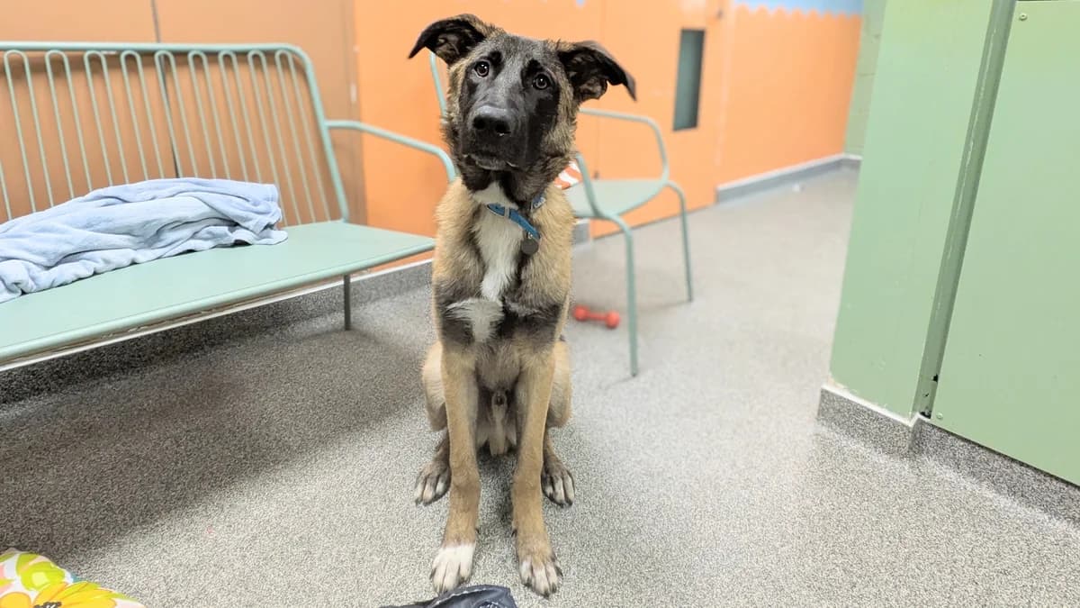Walter, male 4yo German Shepherd for adoption at Battersea Dogs & Cats Home, London