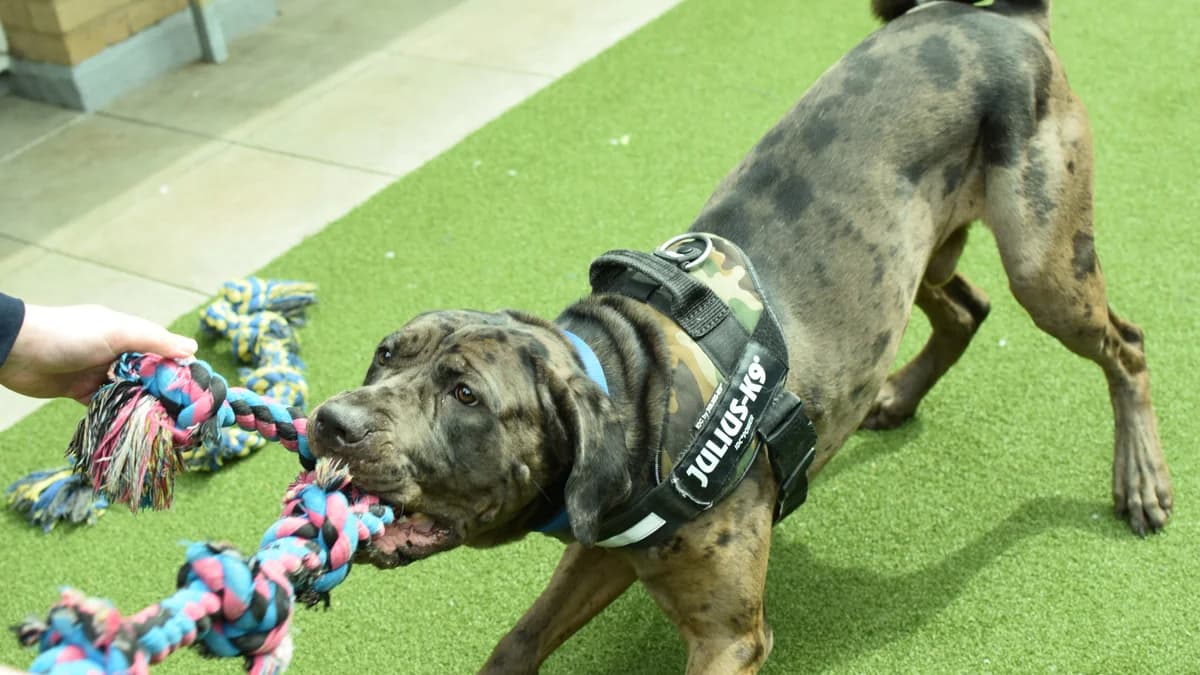 Watson, male Mastiff for adoption at London