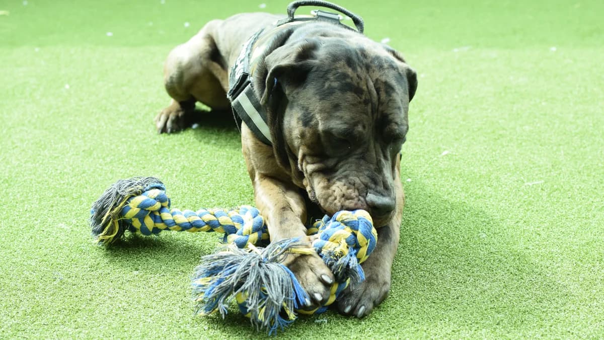 Watson, male Mastiff for adoption at Battersea Dogs & Cats Home, London photo 2