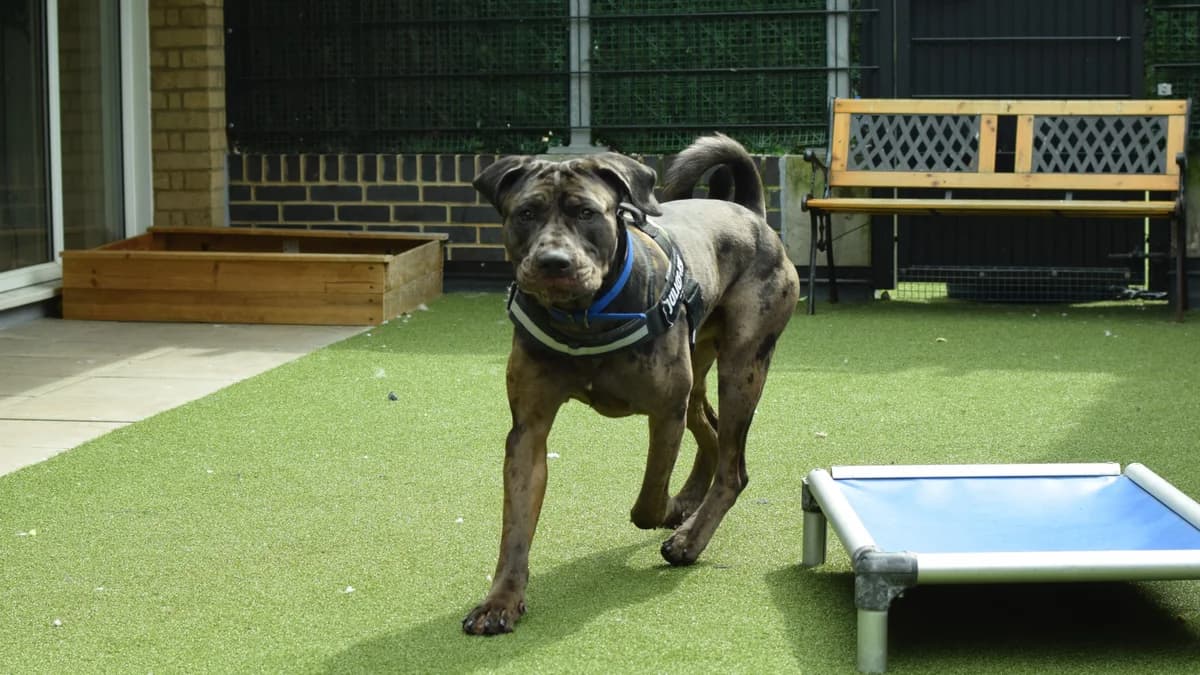 Watson, male Mastiff for adoption at Battersea Dogs & Cats Home, London photo 3