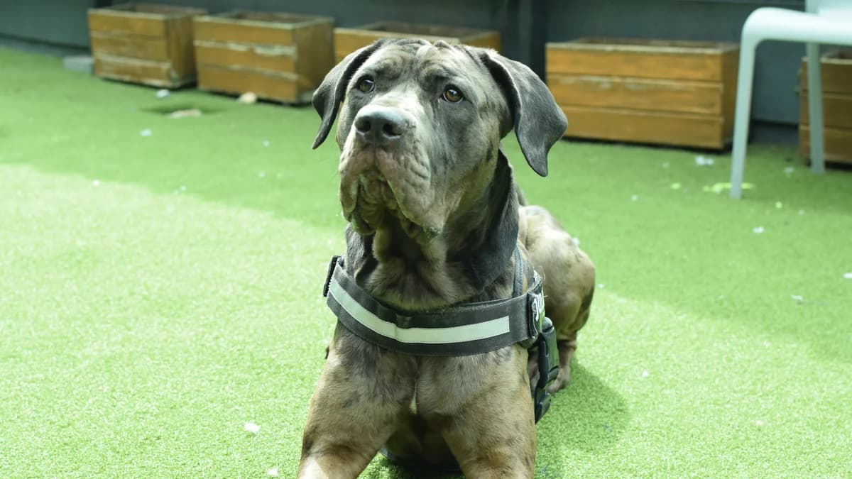 Watson, male Mastiff for adoption at Battersea Dogs & Cats Home, London photo 4