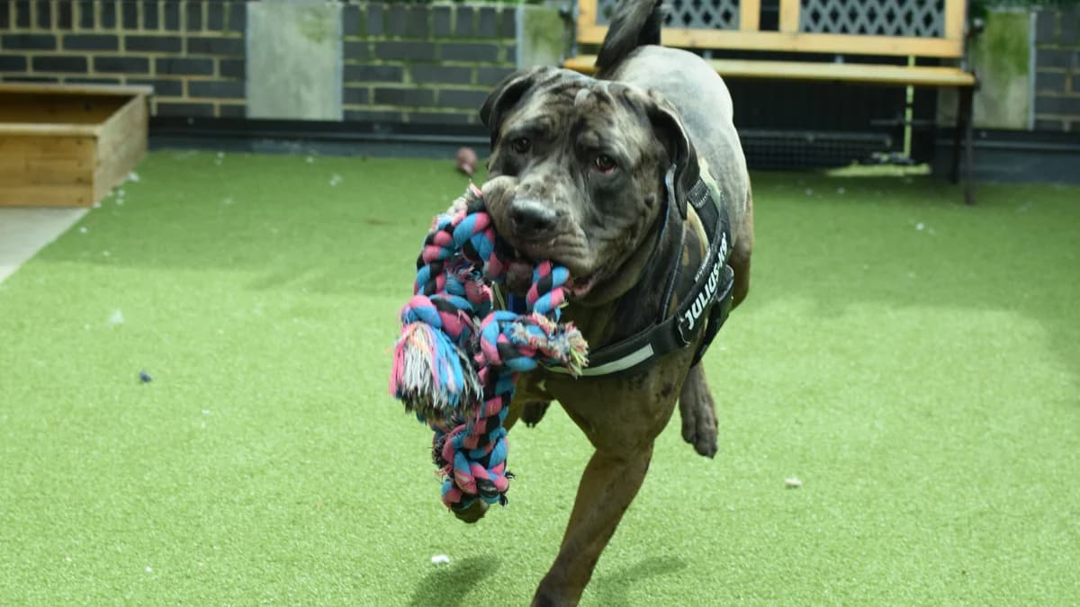 Watson, male Mastiff for adoption at Battersea Dogs & Cats Home, London photo 5