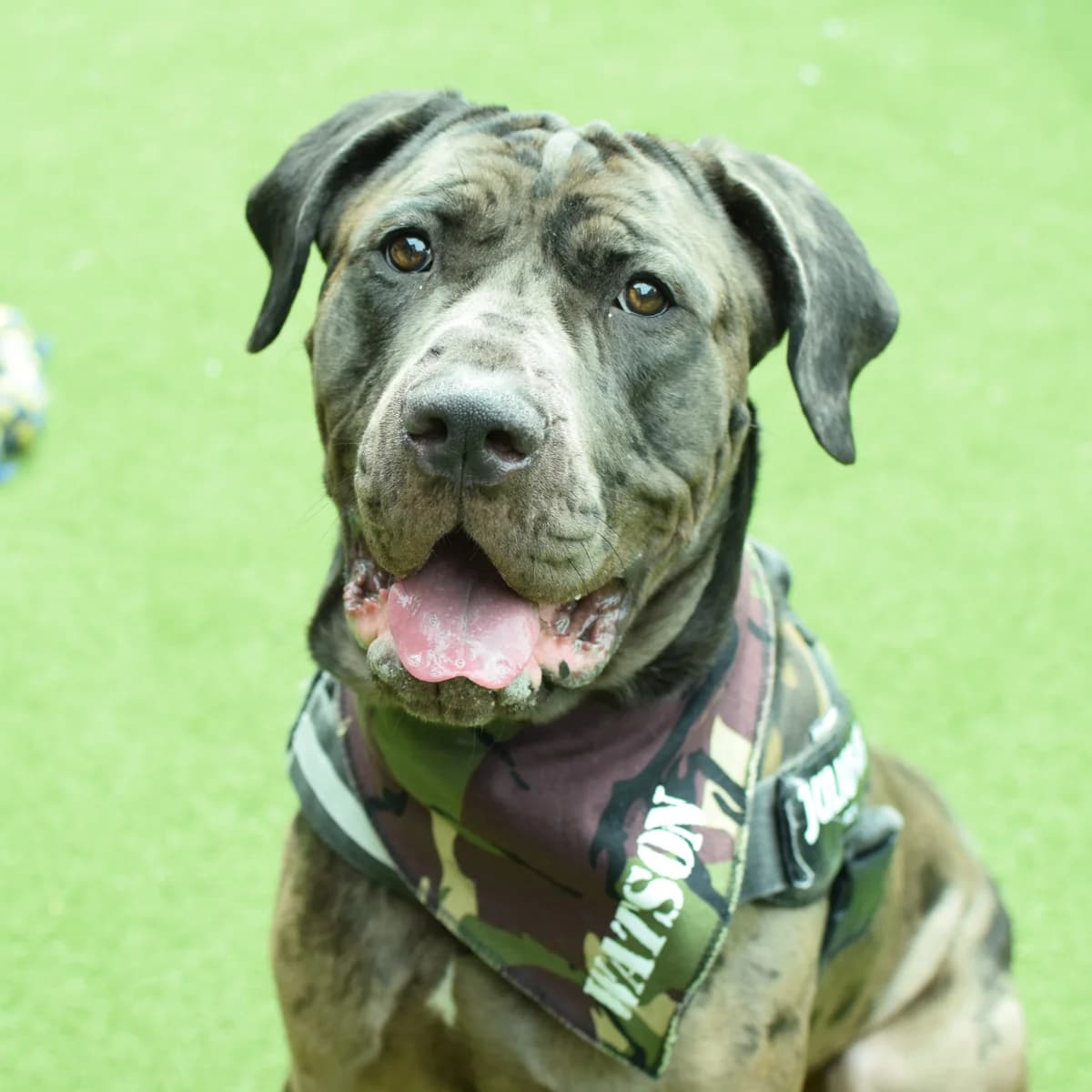 Watson, male Mastiff for adoption at Battersea Dogs & Cats Home, London photo 6