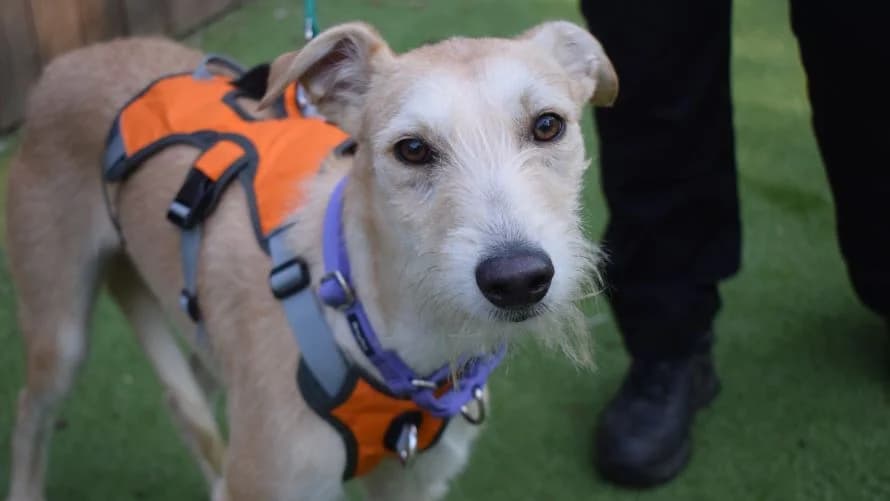 Wendy, female young Lurcher for adoption at Battersea Dogs & Cats Home, London