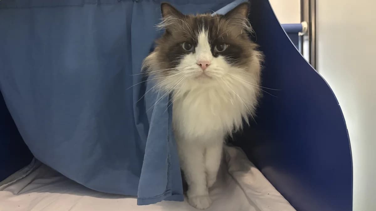 Whiskey, male 5yo mixed breed for adoption at Battersea Dogs & Cats Home, London