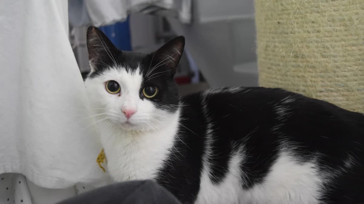 Will, male young mixed breed for adoption at Battersea Dogs & Cats Home, London
