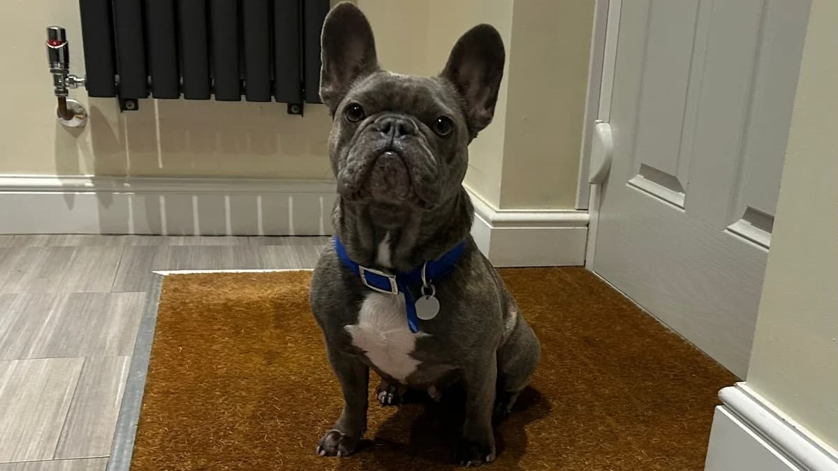 Willow, female 3yo Mixed Breed for adoption at Battersea Dogs & Cats Home, London