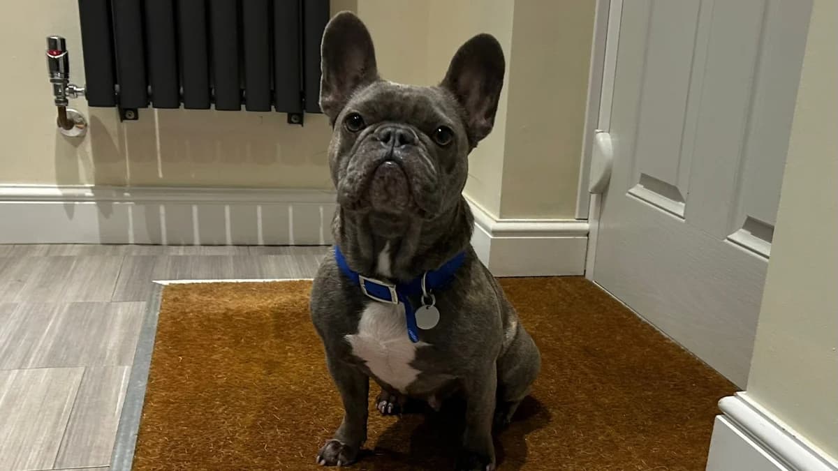 Willow, female 3yo Mixed Breed for adoption at Battersea Dogs & Cats Home, London