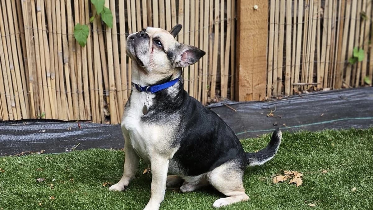 Wilt, male 7yo English Bulldog for adoption at Battersea Dogs & Cats Home, London