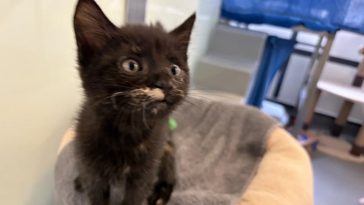 Wonder Woman, female puppy mixed breed for adoption at Battersea Dogs & Cats Home, London
