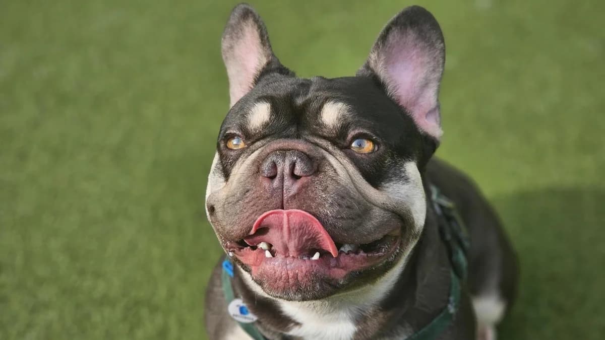 Zeena, female young English Bulldog for adoption at Battersea Dogs & Cats Home, London