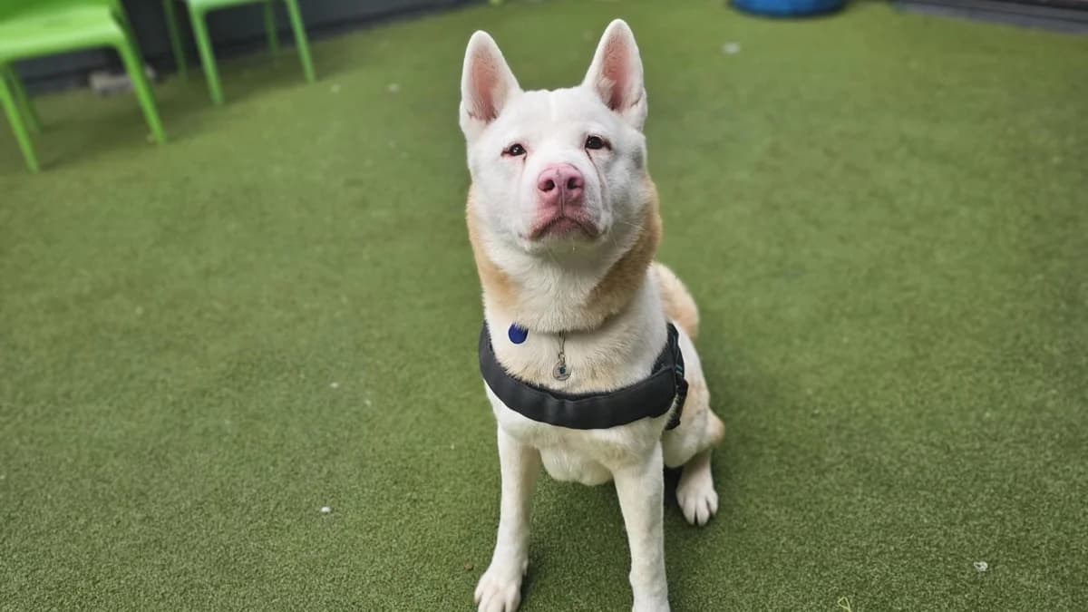 Zeus, male 3yo Akita for adoption at Battersea Dogs & Cats Home, London