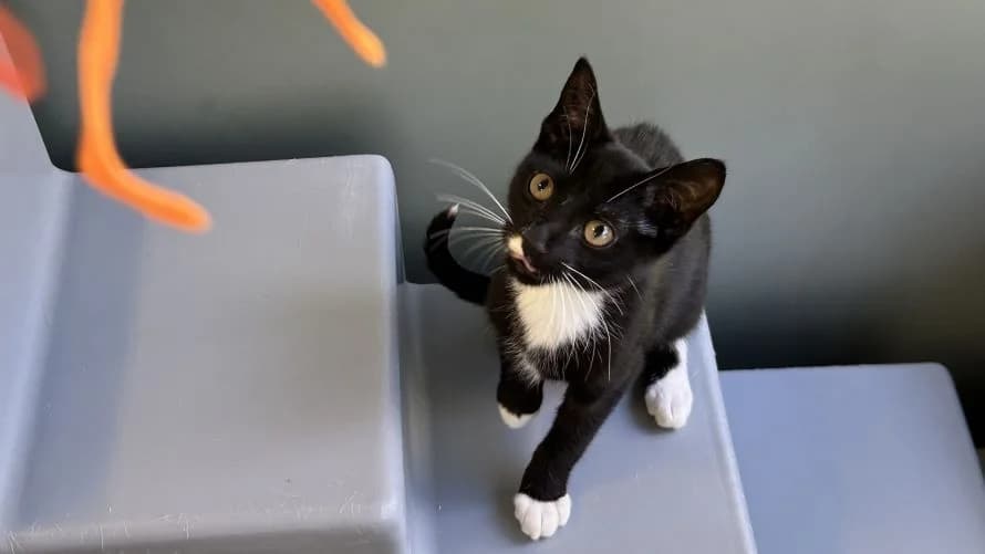 Ziggy Stardust, male puppy mixed breed for adoption at Battersea Dogs & Cats Home, London
