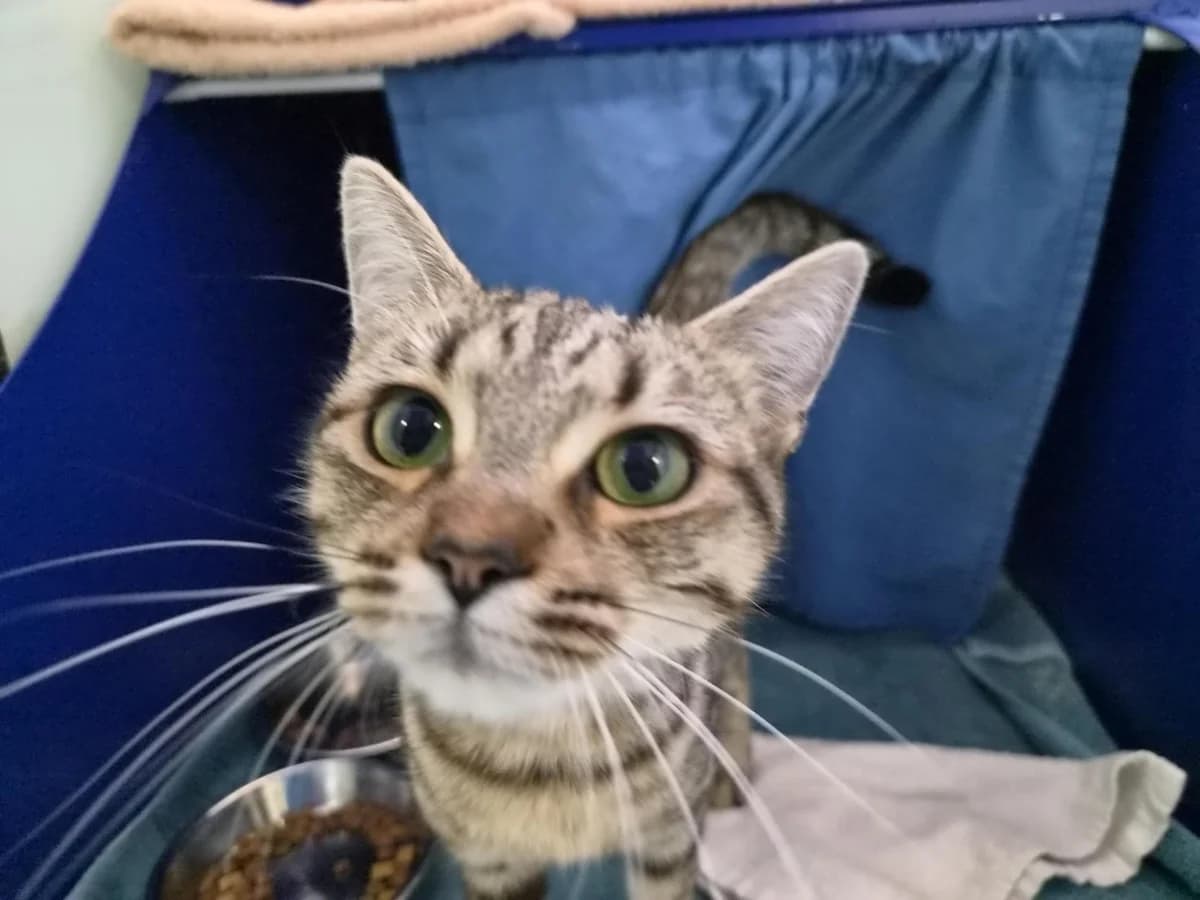 Zora, female young mixed breed for adoption at Battersea Dogs & Cats Home, London
