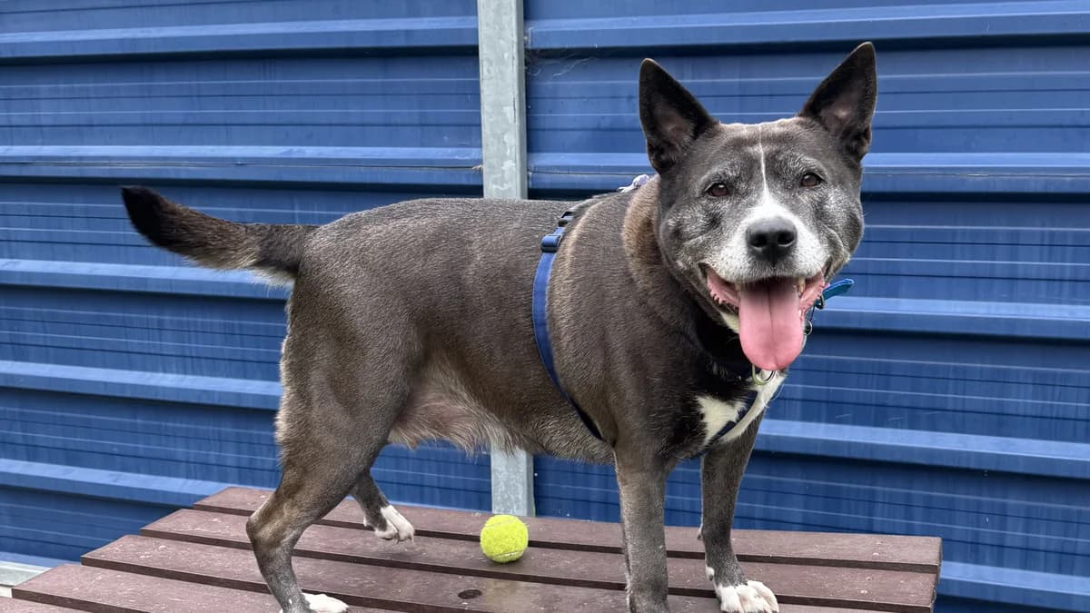 Zuki, female 6yo mixed breed for adoption at Battersea Dogs & Cats Home, London